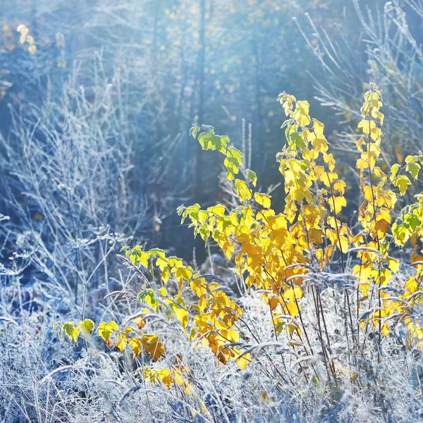 Malerischer Blick Auf Gefrostete Bäume Und Gras Zur Winterzeit — Stockfoto