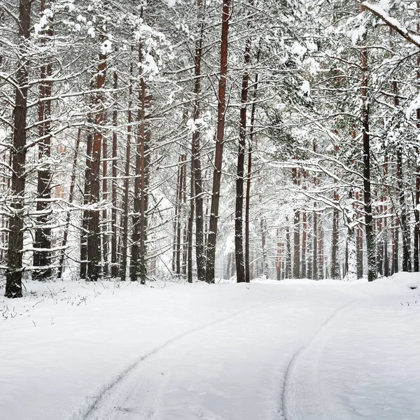 Cesta Zimním Lese Pod Silnou Vrstvou Sněhu Lotyšsku — Stock fotografie