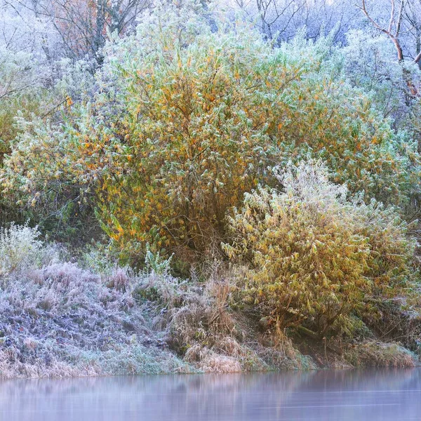 Malebný Pohled Stromy Břehu Řeky Mlžný Den — Stock fotografie