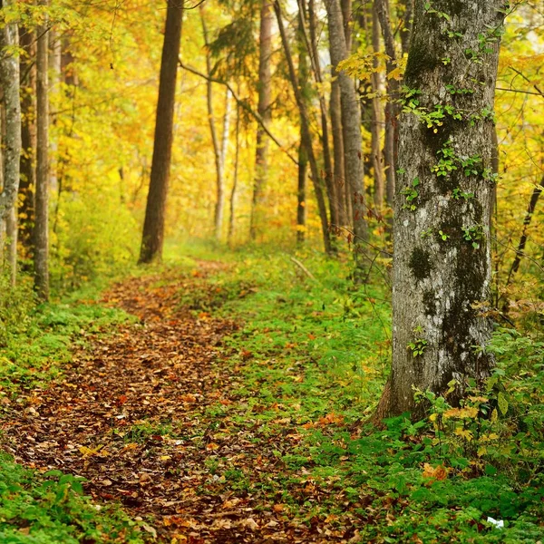 Vista Panorâmica Das Árvores Floresta Outono — Fotografia de Stock