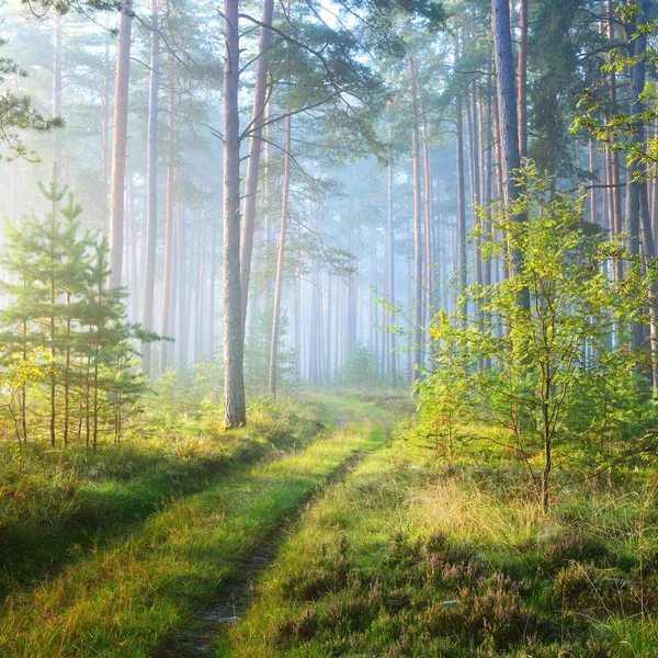 Camino Amanecer Brumoso Bosque Caducifolio Letonia — Foto de Stock