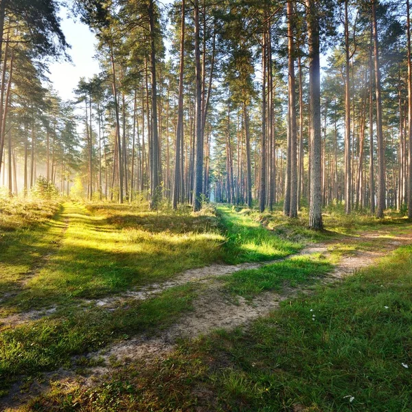 Bir Yol Letonya Yaprak Döken Orman Sisli Gündoğumu — Stok fotoğraf