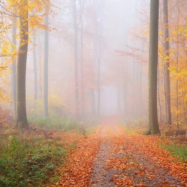 美しいブナの森に神秘的な朝の霧 黄色とオレンジ色の紅葉と紅葉の林道 ハイデルベルク ドイツ — ストック写真