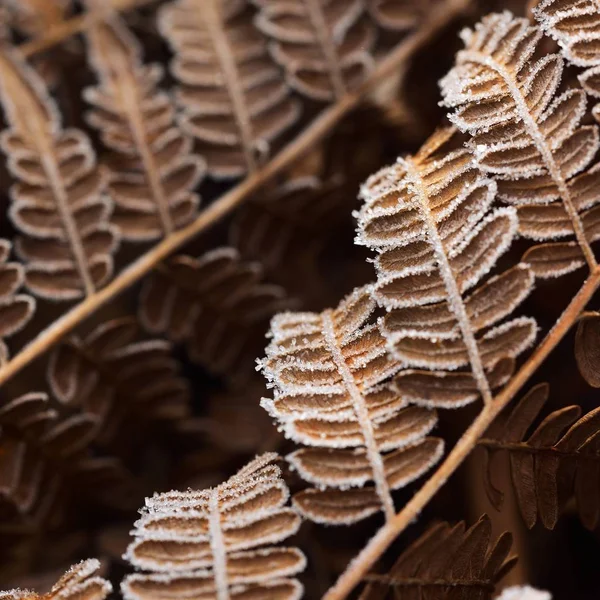 Close View Dry Frosted Fern Leaves — Stock Photo, Image