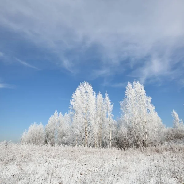 白樺の木の森は雪と霜で覆われています ロシアの田舎の冬景色 — ストック写真