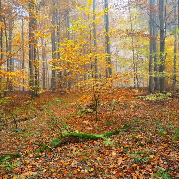 Belle Forêt Hêtres Automne Feuillage Jaune Orange Heidelberg Allemagne — Photo