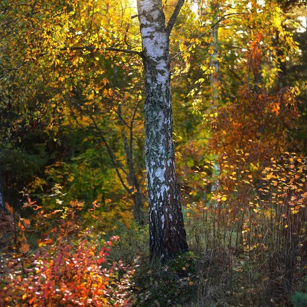 Närbild Björk Höst Skog Med Små Röda Och Gula Buskar — Stockfoto