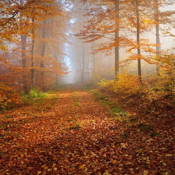 Mysterious morning fog in a beautiful beech tree forest. Forest road with autumn trees with yellow and orange foliage. Heidelberg, Germany
