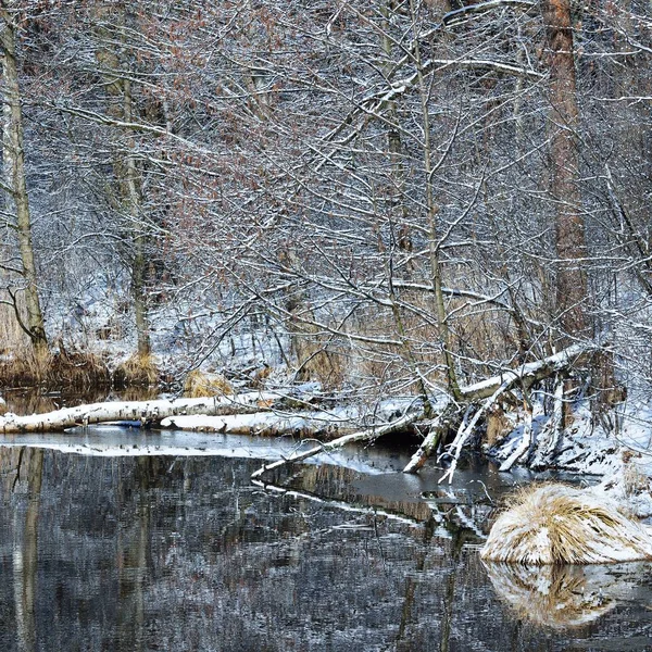 Vue Panoramique Des Arbres Sur Rive Lac Contre Ciel Nuageux — Photo