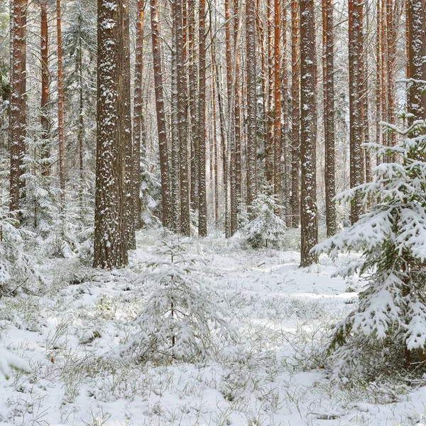 Bosque Pino Cubierto Nieve Día Soleado Invierno Rusia — Foto de Stock