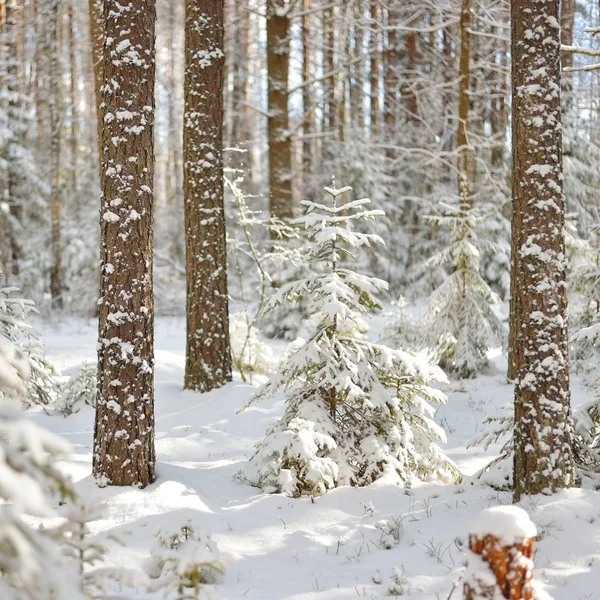 Schneebedeckter Kiefernwald Einem Sonnigen Wintertag Russland — Stockfoto