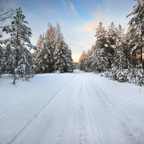 Eine Straße Winterwald Einem Sonnigen Tag — Stockfoto