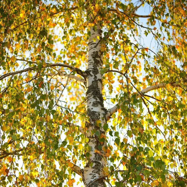 Vista Uma Árvore Cadela Com Folhas Amarelas Outono Contra Céu — Fotografia de Stock