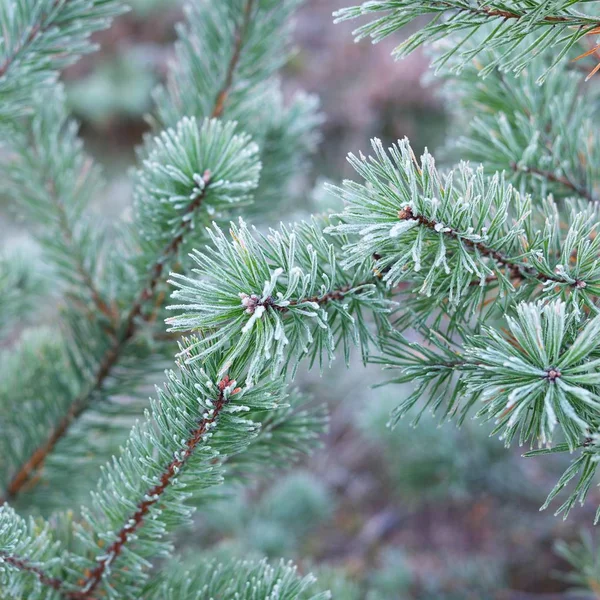 Plantas Congeladas Inverno Com Rime Sobre Eles Imagem De Stock