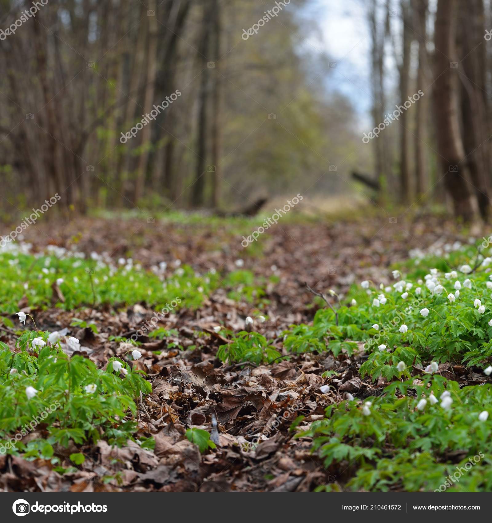 Fleurs D'anémones Sauvages Dans Forêt Printanière Lettonie image libre de  droit par alex.stemmer © #210461572