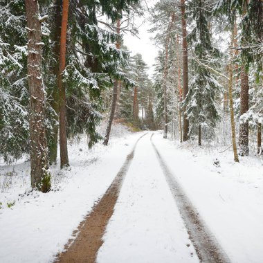 Küçük orman yolu Kasım ayında ilk karda. Estonya, Baltık.
