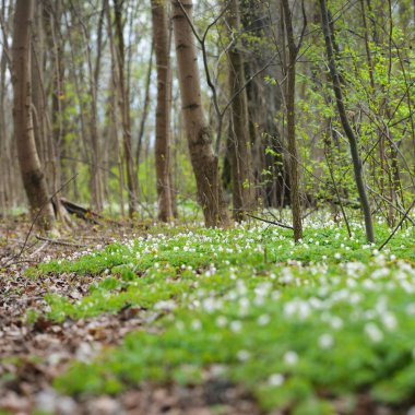 Vahşi Anemone çiçekler bahar ormanın içinde. Letonya