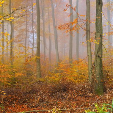Kayın ağacı ormanında gizemli bir sabah sisi. Sarı ve turuncu yapraklı sonbahar ağaçları. Heidelberg, Almanya