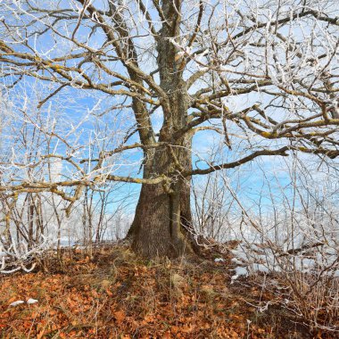 Meşe ağacı kar ve in Rime'ı Rus kış kırsalında kaplı