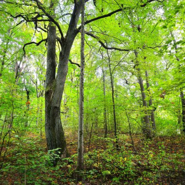 Erken sonbahar yaprak döken orman Letonya.