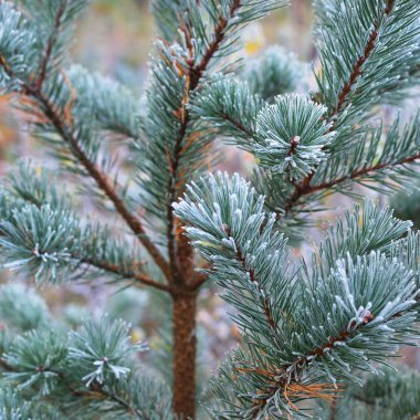 Bitkiler in Rime'ı onlara ile kışın donmuş