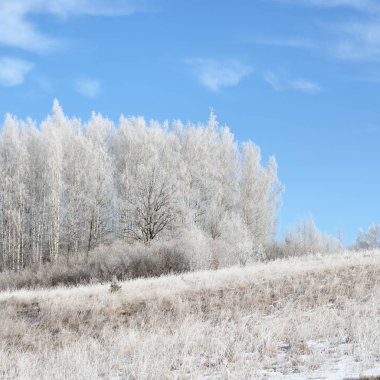 Huş ağacı orman kar ve in Rime'ı ile kaplı. Rus kırsal kış görünümü.