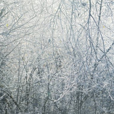 gündoğumu ışıkta ormandaki ağaçlar buzlu