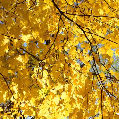 bir akça ağaç sarı sonbahar yaprakları