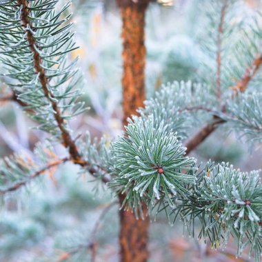 Bitkiler in Rime'ı onlara ile kışın donmuş