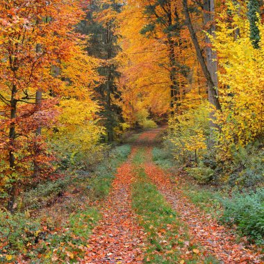 Geçit bir güzel sonbahar kayın ağacı orman yakınındaki Heidelberg, Almanya