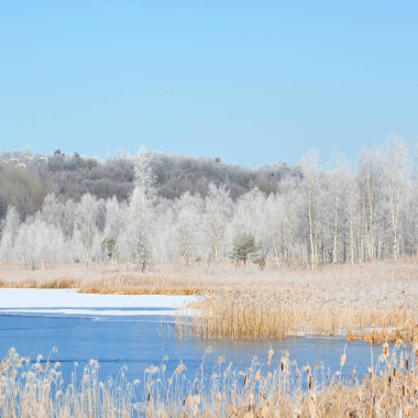 Karlı çayır ve orman tarafından çevrili mavi donmuş gölün in Rime'ı içinde kaplı. Rus kış.