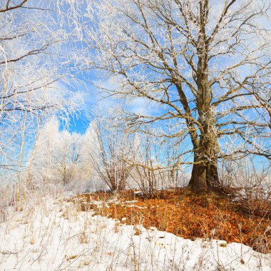 Meşe ağacı kar ve in Rime'ı Rus kış kırsalında kaplı