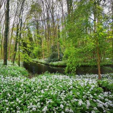 çiçekli çalılar yüksek açılı görünüş yaprak döken orman Nehri kıyısında 