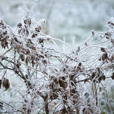 buzlu vahşi bitkiler güneş ışığı görmek