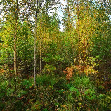 Erken sonbahar yaprak döken orman Letonya.