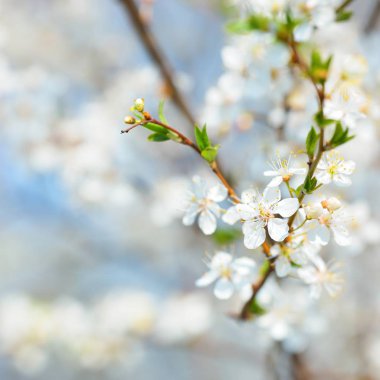 ağaç dalı üzerinde beyaz çiçek yakından görmek