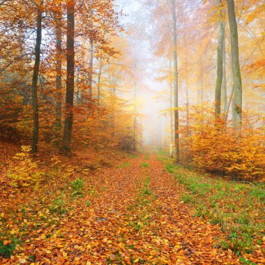 Gizemli sabah sis bir güzel kayın ağacı orman içinde. Sarı ve turuncu yaprakları ile sonbahar ağaçları ile orman yolu. Heidelberg, Almanya