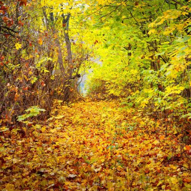 Eski bir park sonbahar sokakta. Riga, Letonya.