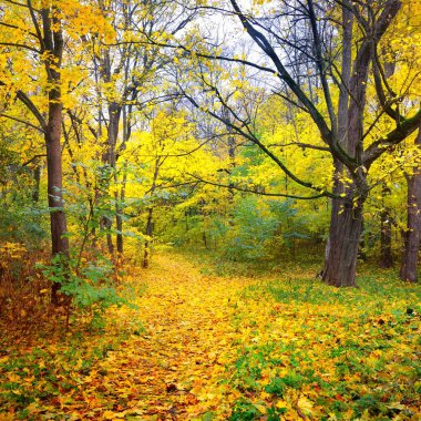 Eski bir park sonbahar sokakta. Riga, Letonya.