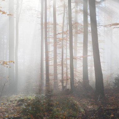 Kayın ağacı ormanında gizemli bir sabah sisi. Sarı ve turuncu yapraklı sonbahar ağaçları. Heidelberg, Almanya