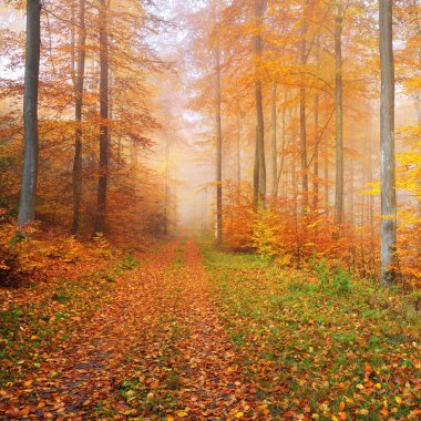 Gizemli sabah sis bir güzel kayın ağacı orman içinde. Sarı ve turuncu yaprakları ile sonbahar ağaçları ile orman yolu. Heidelberg, Almanya