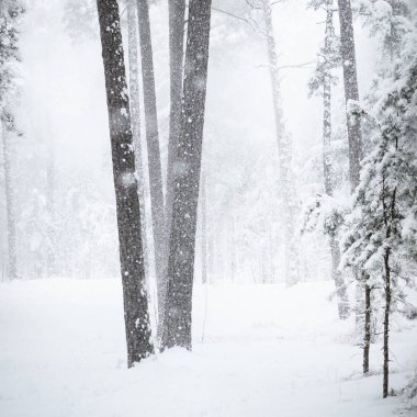 Taze kar kalın bir tabaka altında kış orman yolundaki