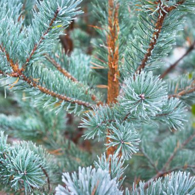 Bitkiler in Rime'ı onlara ile kışın donmuş