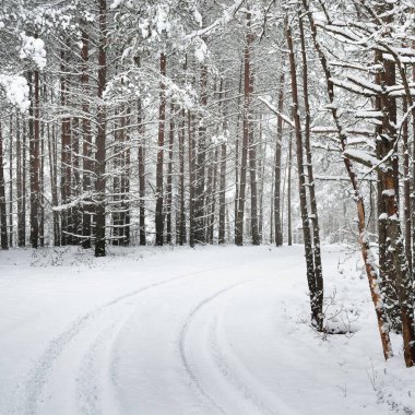 Letonya kar kalın tabaka altında kış orman yolundaki