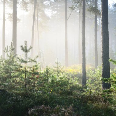 Letonya yaprak döken orman sisli gündoğumu.