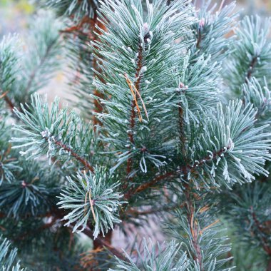 Bitkiler in Rime'ı onlara ile kışın donmuş