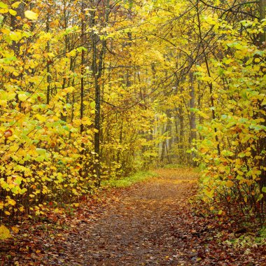 Sonbahar ormandaki ağaçlar doğal görünümünü 