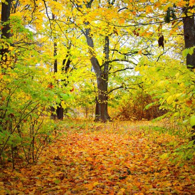 Eski bir park sonbahar sokakta. Riga, Letonya.