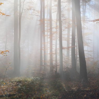 Kayın ağacı ormanında gizemli bir sabah sisi. Sarı ve turuncu yapraklı sonbahar ağaçları. Heidelberg, Almanya