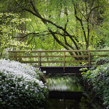 ahşap köprü nehir ve çiçek açması çalılar yukarıda doğal görünümünü kıyısında